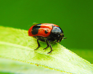 Clytra laeviuscula (lats.) is a species of leaf beetles (Chrysomelidae) of the subfamily clarina (Clytrinae).