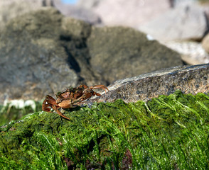 large sea crab sits on a rock with green algae on a summer day