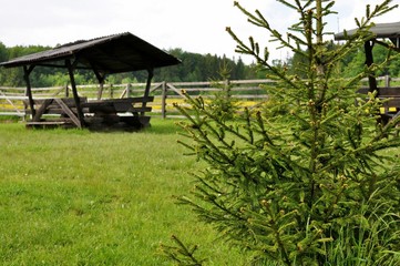 Landscape of an pine tree in front and a wooden black pavilion in background in the garden in spring.