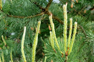 Close up of an pine cone (fir cone) with selective focus.