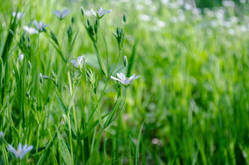 Ornithogalum flowers. Beautiful white flowers in the forest