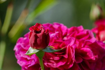 Close up shot of beautiful rose blossom in a garden