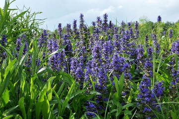 Close up of blooming purple salvia (blue sage) flower