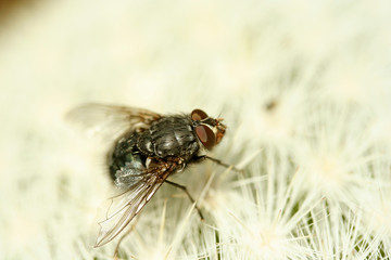 Bluebottle fly on cacti. Calliphora sp.
