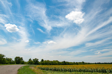 Rural landscape in Ukraine countryside with nobody and road nearby blooming sunflower agricultural field. Picturesque panoramic view with high blue sky and white clouds. Summer scenic.