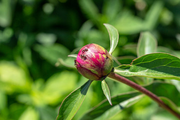 ants on a flower bud pion bloom flowers in spring pests