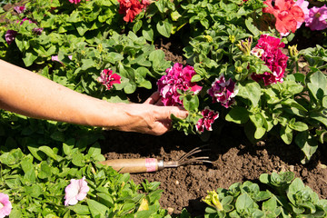 Gardener woman hands planting flowers in the soil
