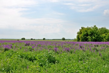 Landscape of an field with green grass and purple salvia flowers and cloudy sky background