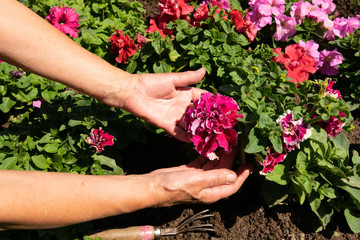 Fototapeta na wymiar Gardener woman hands planting flowers in the soil