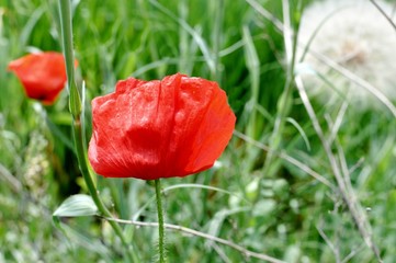Close up of a red poppy in the field. Selective focus.
