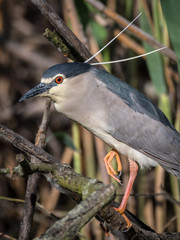 Close up portrait of a single isolated Night Heron bird in the wild- Danube Delta Romania