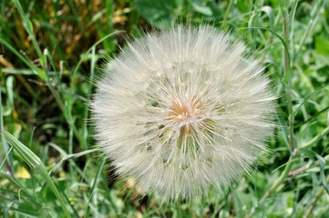 Close up of a dandelion flower with fluffy stem and seeds