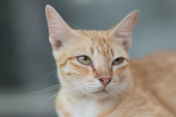 Obraz premium portrait of a cat