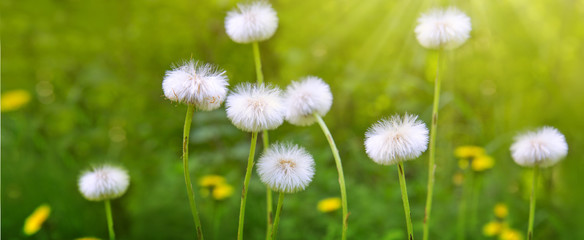 White blooming dandelions in a green lawn.