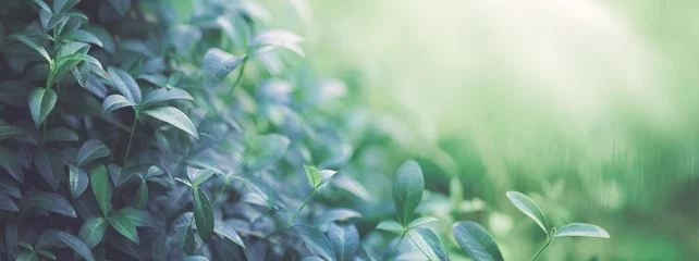 Fototapete Krankenhaus Natural background border with fresh juicy leaves with soft focus outdoors in nature, wide format, copy space, atmospheric image in soothing muted dark green tones.  © Laura Pashkevich