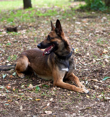 Belgian Shepherd Malinois lies on the green grass in the park