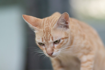 Fototapeta premium portrait of a cat