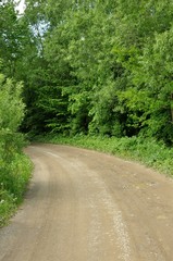 Forest road with green trees in springtime. Vertical.