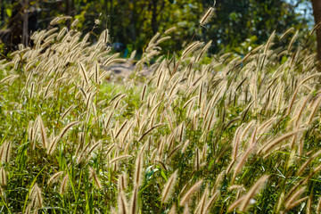 Flower of grass with blurred background and Close up beautiful small grass flowers.