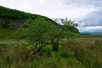 Fototapeta na wymiar Aka Speckled Mountain,Carrowkeel, Co. Sligo, Ireland