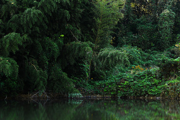 Landscape of forest and pond as background material