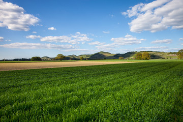 Kaiserstuhl_8888