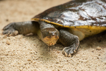 Mary River Turtle