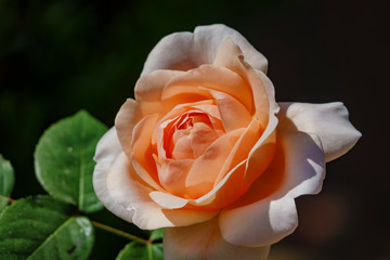 Close up shot of beautiful rose blossom in a garden