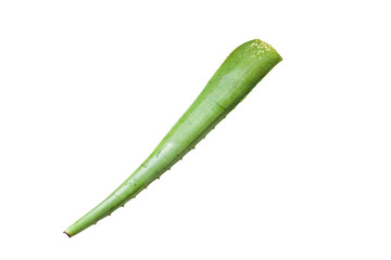 Aloe vera on white