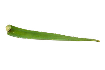 Aloe vera on white