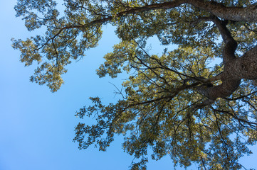 Tree branches from below with blue sky
