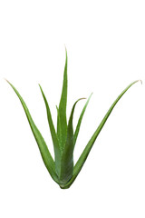 Aloe vera on white