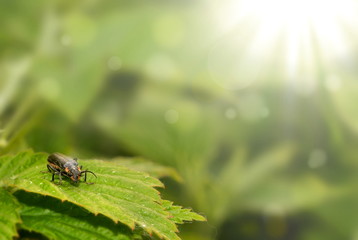 Black beetle sitting on a green leaf in sunlight
