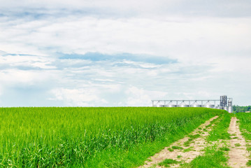 Field road in the field of green wheat, leads to a large agricultural elevator. Modern rural agricultural production