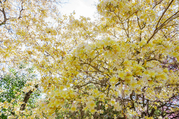 The beautiful yellow Handroanthus chrysotrichus blossom