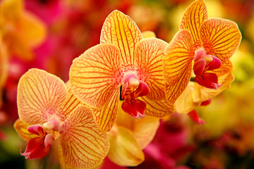 Orchid. Phalaenopsis.