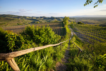 Kaiserstuhl_9274
