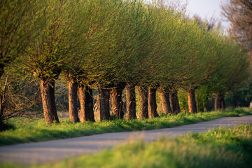 Country road with pollard willows in evening sunlight in spring.