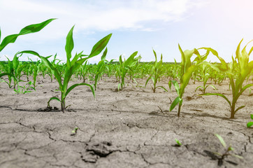 Naklejka premium Young corn sprouts on the field in early summer