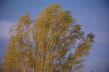 Obraz premium Tree in spring in evening sunlight.