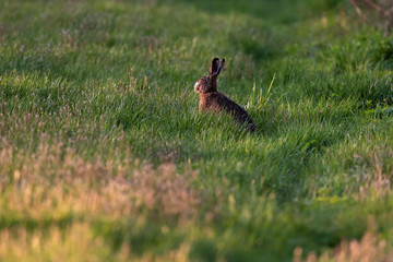 Obraz na płótnie Canvas Hare in spring meadow in evening sunlight.
