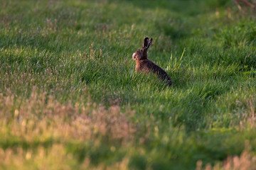 Naklejka na ściany i meble Hare in spring meadow in evening sunlight.