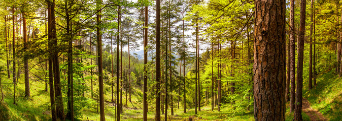 Obraz premium Panorama Aussicht mit Blick durch Bäume im Wald.
