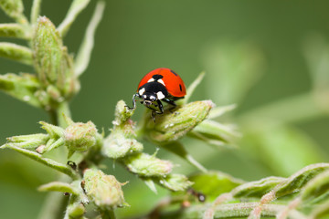 Ladybug on flower. Detailed macro image of a ladybug on a green flower
