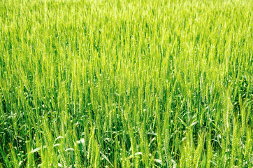 Green wheat in the field. Agricultural background