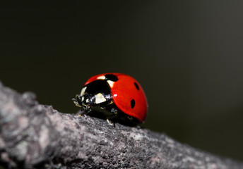 Ladybug on a dry branch of a tree. Small red insect on dry plant. natural background