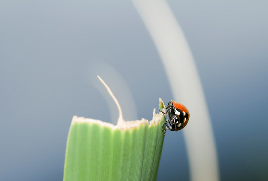 Ladybug on flower. Detailed macro image of a ladybug on a green flower