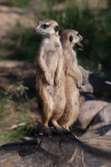 Two friends back to back.  African animals meerkats (Timon) look attentively and curiously.