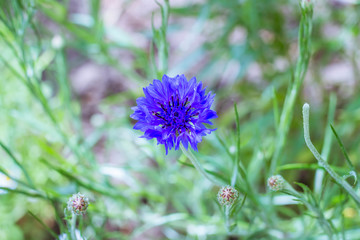 Centaurea blue jn green field