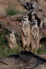 Two friends .  African animals meerkats (Timon) look attentively and curiously.
